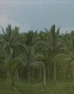 UNA SEMPLICE IMMAGINE DI ALBERI - GIORNO. Alberi di cocco visti attraverso il velo del tempo o di un sogno. Una MUSICA evocativa del periodo 1968-69 affiora. "The End" dei Doors. Improvvisamente la giungla esplode in un'accecante palla rosso-arancione di fiamme provocate dal napalm.